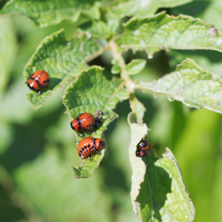 庭にジャガイモを食べるコロラドハムシの毛虫葉クローズ アップ の写真素材 画像素材 Image 庭にジャガイモを食べるコロラドハムシの毛虫葉クローズ アップ の写真素材 画像素材 Image