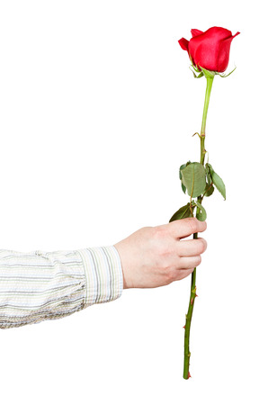 白い背景に分離された男性の手でバラの花を 1 つのセット の写真素材 画像素材 Image 4064