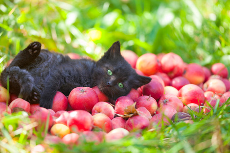 Cute little black kitten lying on back on red organic apples on green grass