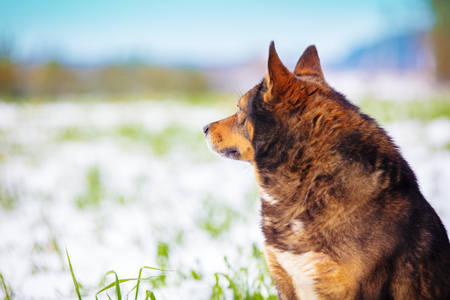dog sitt