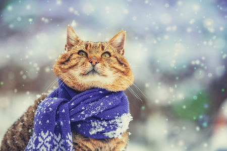 26,999 Chat Neige Imágenes y Fotos - 123RF