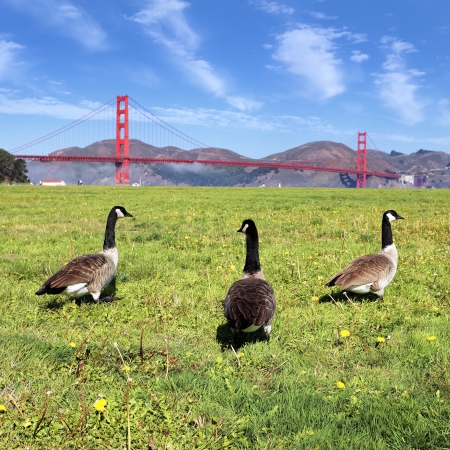 canada goose store san francisco canada goose store san francisco