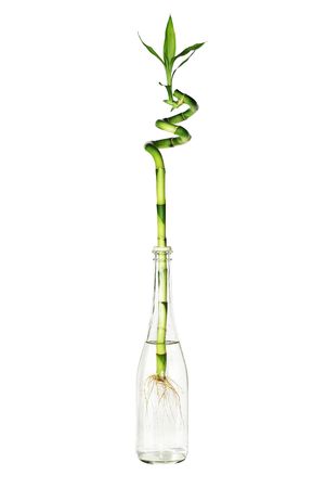 Green Bamboo With Root And Leaves In Glass Bottle With Water