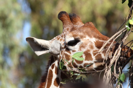 キリン頭のクローズ アップ 長いまつげで目 耳 の写真素材 画像素材 Image