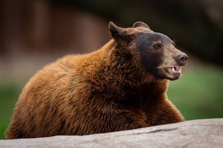ヒグマ男性標本、プロファイルから取られます。クマは、完全な図