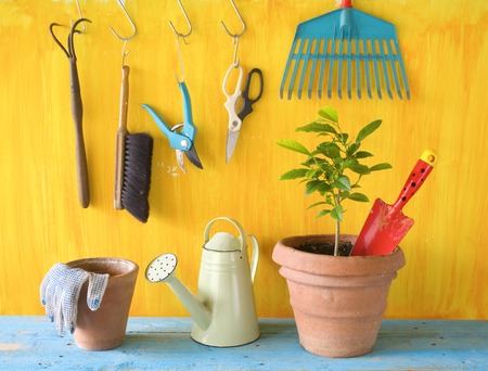 A plant in a flower pot with gardening tools, gardening concept, springtime Фото со стока