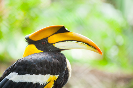 オオサイチョウ サイチョウ属 Bicornis インド オオサイチョウやオオサイチョウ パイドとも呼ばれます ビンテージ トーン の写真素材 画像素材 Image