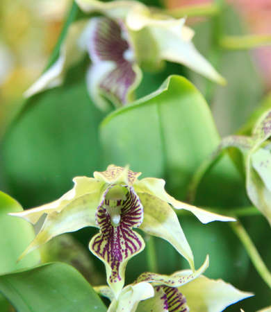 a rare pale green orchid with purple highlights grwing in a flower