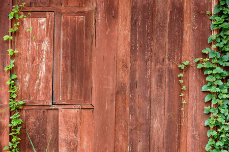 old wooden wall with green creeper plants stock photo picture and
