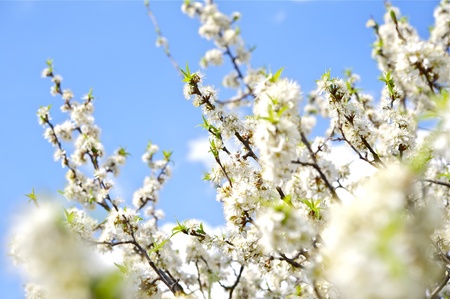 野生プラム ツリー ワイルド プラム アメリカスモモ 縦の写真を木を開花します の写真素材 画像素材 Image