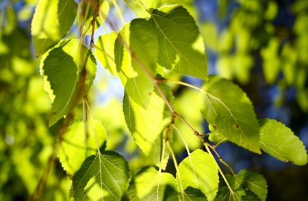 新鮮な緑の葉で春枝 春の写真集 の写真素材 画像素材 Image 新鮮な緑の葉で春枝 春の写真集 の写真素材 画像素材 Image