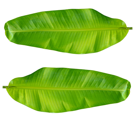 banana: Fresh Green Banana Leaf Isolated với clipping đường