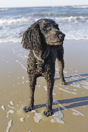 Germany Lower Saxony East Frisia Langeoog Poodle Standing At
