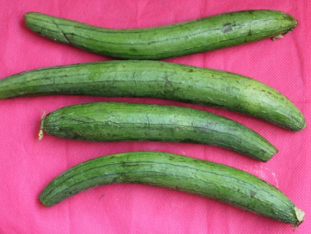 滑らかなヘチマ ヘチマ 野菜スポンジ トーラス Ghia ヘチマ オロバンキ 果物野菜 エントロピーモデル フルーツ 滑らかな表面と野菜として使用 の写真素材 画像素材 Image