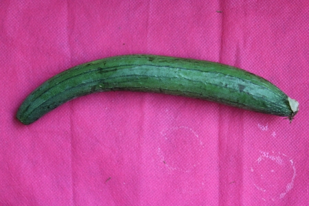 滑らかなヘチマ ヘチマ 野菜スポンジ トーラス Ghia ヘチマ オロバンキ 果物野菜 エントロピーモデル フルーツ 滑らかな表面と野菜として使用 の写真素材 画像素材 Image