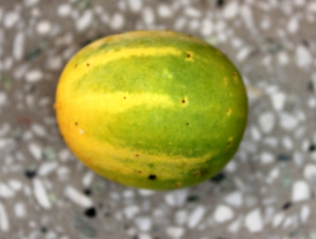 キュウリの Hardwickii キュウリ ダイコン Var Hardwickii 4 6 Cm 長い長方形の果物 黄色と非常に苦いウリ科植物を食べることを最後に回すとキュウリの野生の姿 の写真素材 画像素材 Image キュウリの Hardwickii キュウリ ダイコン Var Hardwickii 4 6 Cm 長い長方形の果物 黄色と非常に苦いウリ科植物を食べることを最後に回すとキュウリの野生の姿 の写真素材 画像素材 Image