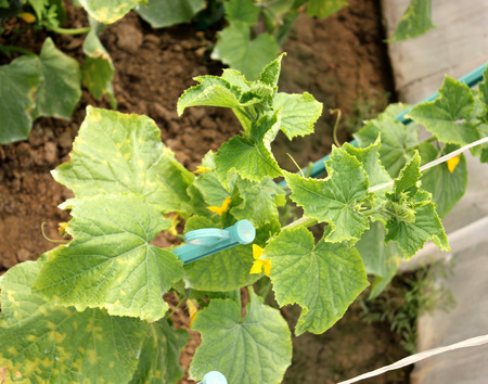 ウリ科 Sativus Cucumis キュウリ栽培角度の葉 黄色の花と細長い Tubercled フルーツ サラダ 野菜を持つつる植物 の写真素材 画像素材 Image
