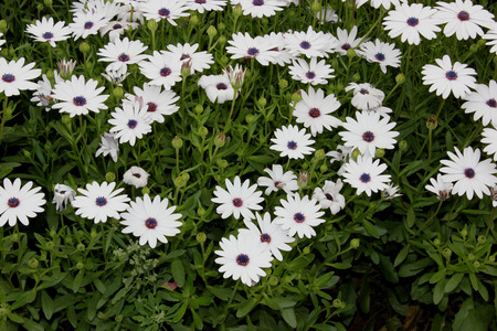 ケープ マルグリット 白 Daisybush Osteospermum Ecklonis キク科低木植物デイジーのような黒っぽいセンター 観賞用に小さいブラウンとホワイト ヘッドと の写真素材 画像素材 Image ケープ マルグリット 白 Daisybush Osteospermum Ecklonis キク科低木植物デイジーのような黒っぽいセンター 観賞用に小さいブラウンとホワイト ヘッドと の写真素材 画像素材 Image