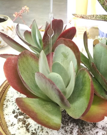 カランコエ生理学エネルギッシュ 平らな大きな丸い葉を多肉植物ライト グリーン 明るい光にさらされると赤の余白 の写真素材 画像素材 Image 3032