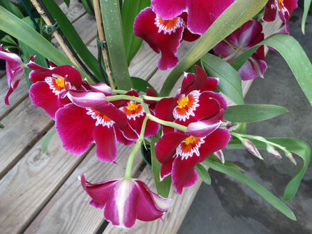 Miltoniopsis バート フィールド アイリーン 線形の葉を持つ多年草観賞用ハイブリッド ハーブ と白の指のようなパターンと真ん中の黄色い大きな赤いビロードのような香りの花 の写真素材 画像素材 Image