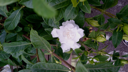 クチナシ ケープ ジャスミン つやのある葉と白い花の香りで常緑の低木はほとんど倍増します の写真素材 画像素材 Image クチナシ ケープ ジャスミン つやのある葉と白い花の香りで常緑の低木はほとんど倍増します の写真素材 画像素材 Image