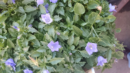 カンパニュラ Carpatica 青い制服 カルパティア ベルフラワー カルパティア Harebell 多年生の植物家の植物 歯の葉とブルー ベル形の花 の写真素材 画像素材 Image カンパニュラ Carpatica 青い制服 カルパティア ベルフラワー カルパティア Harebell 多年生の植物家の植物 歯の葉とブルー ベル形の花 の写真素材 画像素材 Image