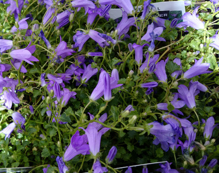 カンパニュラ Carpatica 青い制服 カルパティア ベルフラワー カルパティア Harebell 多年生の植物家の植物 歯の葉とブルー ベル形の花 の写真素材 画像素材 Image カンパニュラ Carpatica 青い制服 カルパティア ベルフラワー カルパティア Harebell 多年生の植物家の植物 歯の葉とブルー ベル形の花 の写真素材 画像素材 Image