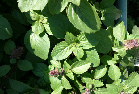 タイ バジル バジル メンツとその分布 葉 紫の茎と苞葉とピンク紫の花のような暗い緑の槍で の写真素材 画像素材 Image タイ バジル バジル メンツとその分布 葉 紫の茎と苞葉とピンク紫の花のような暗い緑の槍で の写真素材 画像素材 Image