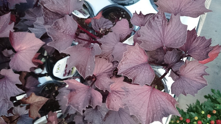 甘いキャロライン奥さまは魔女の甘いポテト 甘藷甘いキャロライン魅惑 暗い紫がかった黒の観賞用のつる植物の葉先のとがった葉します の写真素材 画像素材 Image 甘いキャロライン奥さまは魔女の甘いポテト 甘藷甘いキャロライン魅惑 暗い紫がかった黒の観賞用のつる植物の葉先のとがった葉します の写真素材 画像素材 Image