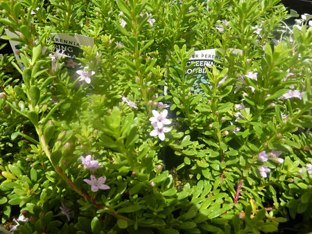 Myoporum 夏ピンク ピンクのグランド カバー Myoporum 広がる枝 小さい緑の葉と小さなピンクの花を持つ 多年生のグランド カバー の写真素材 画像素材 Image