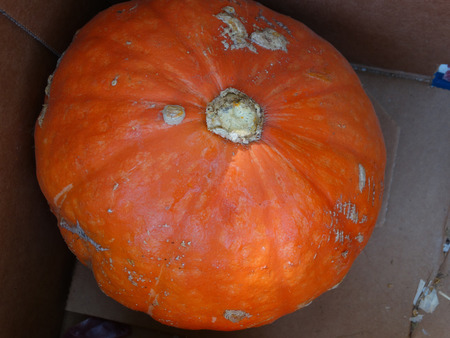 赤カボチャ カボチャ 灰色の縞模様 オレンジふわふわ甘い果肉は黄色 多くの料理に使用する白とオレンジ色の赤い皮膚とスクワット パンプキンパン の写真素材 画像素材 Image