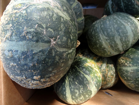 緑のカボチャ カボチャ 白灰色の縞模様 オレンジふわふわ甘い果肉は黄色 多くの料理に使用すると深い緑色の皮膚とスクワット パンプキンパン の写真素材 画像素材 Image