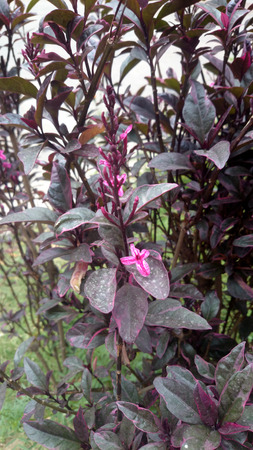 偽赤 Eranthemum Pseuderanthemum およぼす Purle Variegatd の葉を持つ低木 バラ紫と白の花 魅力的な垣根の植物 の写真素材 画像素材 Image 偽赤 Eranthemum Pseuderanthemum およぼす Purle Variegatd の葉を持つ低木 バラ紫と白の花 魅力的な垣根の植物 の写真素材 画像素材 Image