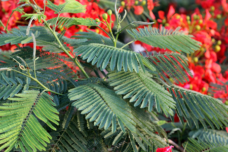 ホウオウボク 火炎樹 ギュル モハー 二回羽状の葉と広く長い総状花序の中のオレンジ色の赤い花の観賞用高木 の写真素材 画像素材 Image ホウオウボク 火炎樹 ギュル モハー 二回羽状の葉と広く長い総状花序の中のオレンジ色の赤い花の観賞用高木 の写真素材 画像素材 Image