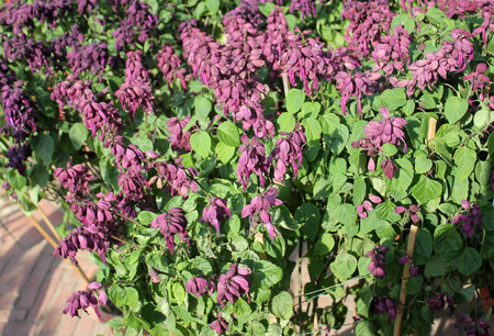 Salvia Splendens Vista Lila Sorte Von Beliebten Garten Zier Kraut Mit Lila Bluten Und Vergrosserte Kelches Lizenzfreie Fotos Bilder Und Stock Fotografie Image 50679055