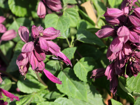 Salvia Splendens Vista Lila Sorte Von Beliebten Garten Zier Kraut Mit Lila Bluten Und Vergrosserte Kelches Lizenzfreie Fotos Bilder Und Stock Fotografie Image 50679058