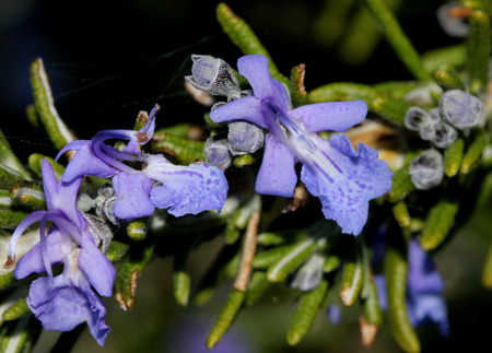 ローズマリー ローズマリーの香りの線形の葉と料理のハーブや薬用植物として使用される光の青い花常緑小低木 の写真素材 画像素材 Image ローズマリー ローズマリーの香りの線形の葉と料理のハーブや薬用植物として使用される光の青い花常緑小低木 の写真素材 画像素材 Image