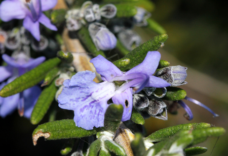 ローズマリー ローズマリーの香りの線形の葉と料理のハーブや薬用植物として使用される光の青い花常緑小低木 の写真素材 画像素材 Image ローズマリー ローズマリーの香りの線形の葉と料理のハーブや薬用植物として使用される光の青い花常緑小低木 の写真素材 画像素材 Image