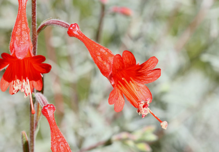 ピンク赤カリフォルニア フクシア フクシア属 Canum 南カリフォルニアの庭で育つ春 の写真素材 画像素材 Image ピンク赤カリフォルニア フクシア フクシア属 Canum 南カリフォルニアの庭で育つ春 の写真素材 画像素材 Image