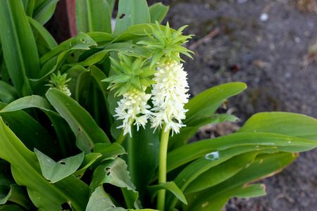 パイナップル Autumnalis 秋パイナップルの花 秋ユーコミス 葉のロゼット葉の帽子によって越えられる白い花の密集した総状花序と球根の観賞用草本 の写真素材 画像素材 Image