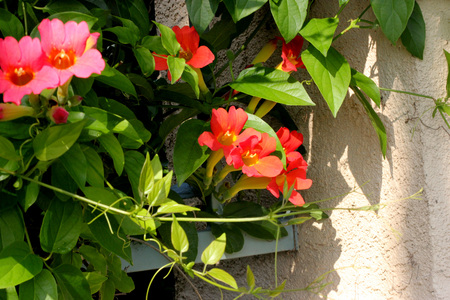 Amphilophium Buccinatorium 赤いノウゼンカズラ メキシコ血トランペット 卵形のリーフレットやオレンジ 赤のクラスターの短い花のラッパ状に長方形の 2 常緑つる性木本 の写真素材 画像素材 Image