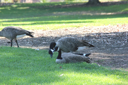 canada goose lungo canada goose lungo