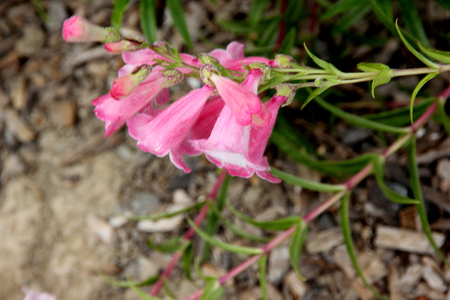 イワブクロ属のリンゴの花 塊形成線形の葉と釣鐘状の淡いピンクの花約 3 Cm 長い総状花序または円錐花序に 白い喉を持つ多年生草本 の写真素材 画像素材 Image イワブクロ属のリンゴの花 塊形成線形の葉と釣鐘状の淡いピンクの花約 3 Cm 長い総状花序または円錐花序に 白い喉を持つ多年生草本 の写真素材 画像素材 Image