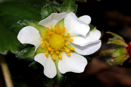 イチゴ X Ananassa 庭のイチゴ 拡散ランナー 三葉の葉と白い花の多年草の幼果 多数種の赤い果実をつける の写真素材 画像素材 Image