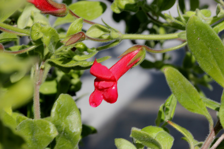 Galvezia ボケ爆竹 爆竹島キンギョソウ 緋色の花を持つ常緑小低木ハチドリや蝶を集めています の写真素材 画像素材 Image 6131 Galvezia ボケ爆竹 爆竹島キンギョソウ 緋色の花を持つ常緑小低木ハチドリや蝶を集めています の写真素材 画像素材 Image 6131