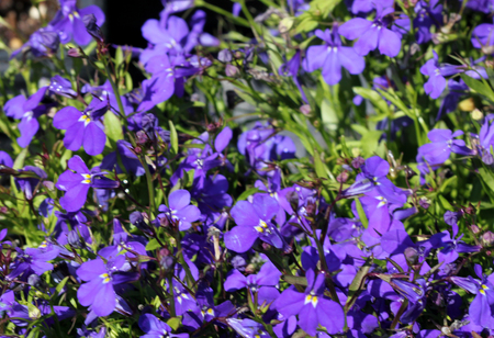 ルリミゾカクシ末尾習慣とバイオレット青い花 ハンギング バスケットに適した草本年次ブルームーン の写真素材 画像素材 Image 6134 ルリミゾカクシ末尾習慣とバイオレット青い花 ハンギング バスケットに適した草本年次ブルームーン の写真素材 画像素材 Image 6134