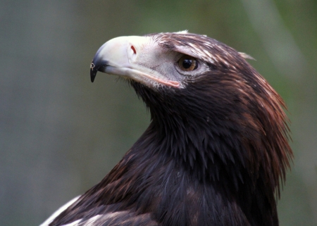 24808249-the-wedge-tailed-