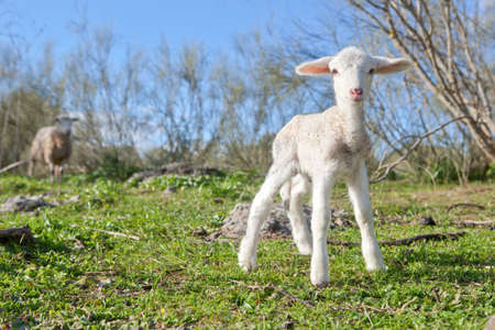 Baby lamb and her maternal watching mother, extremadura, spain Banco de Imagens