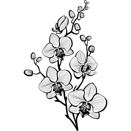 Sketch of orchid flowers - 73654336