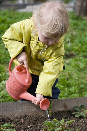 little girl watering strawberry in the garden
